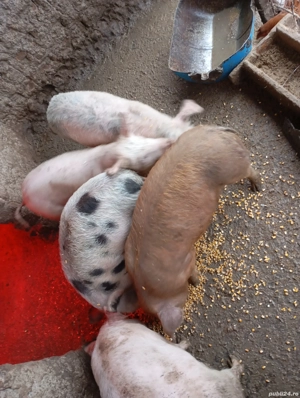 vând purcei  - imagine 5