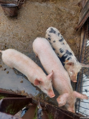 Vănd grăsuni - imagine 2