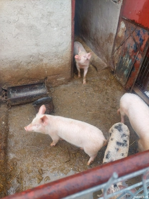 Vănd grăsuni - imagine 3