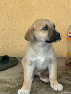 pui de kangal mascul 