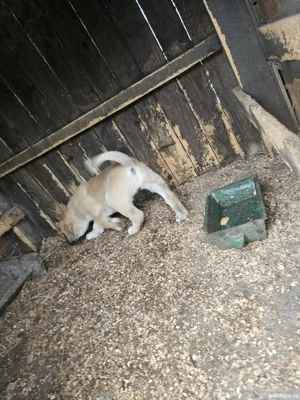 pui de kangal mascul  - imagine 3