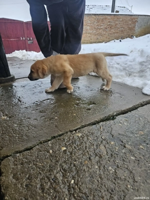 pui de kangal mascul  - imagine 4