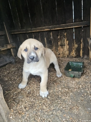 pui de kangal mascul  - imagine 2