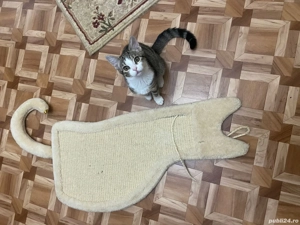 Dau în adopție pui pisic - imagine 2