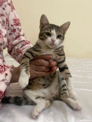 Dau în adopție pui pisic - imagine 3