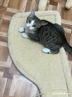 Dau în adopție pui pisic