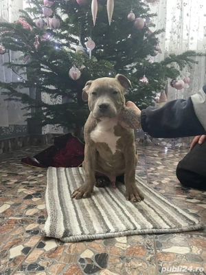 American Bully Xl - imagine 2