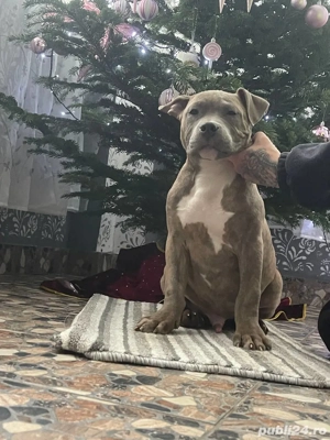 American Bully Xl - imagine 3