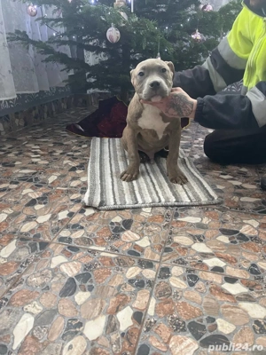 American Bully Xl - imagine 5