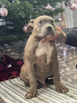 American Bully Xl - imagine 4