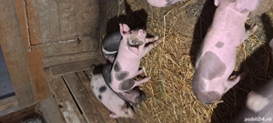 vand purcei de aproximativ 25 kg fiecare - imagine 3