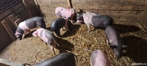 vand purcei de aproximativ 25 kg fiecare