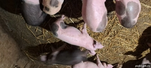 vand purcei de aproximativ 25 kg fiecare - imagine 2