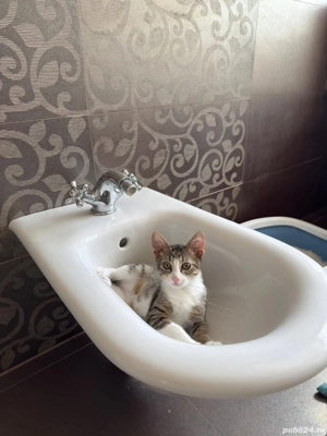 Dau în adopție pui pisic - imagine 5