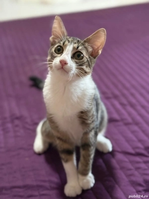 Dau în adopție pui pisic - imagine 4