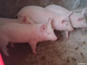 vând purcei de 10 săptămâni 18kg(masculi castraţi) - imagine 2