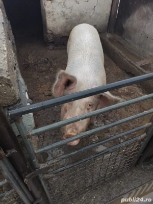 vand 5 purcei si o scroafa