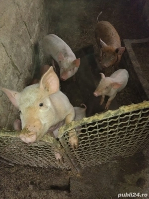 vand 5 purcei si o scroafa - imagine 2