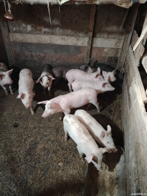 Vând purcei pietreni  - imagine 2