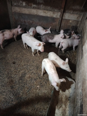 Vând purcei pietreni 