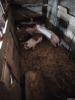 Vând purcei pietreni  - imagine 5