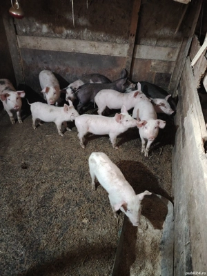 Vând purcei pietreni  - imagine 4