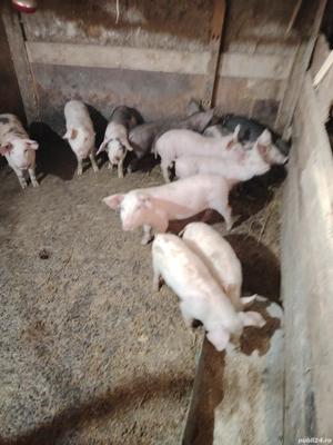 Vând purcei pietreni  - imagine 3