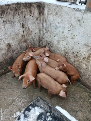 vand purcei duroc - imagine 3