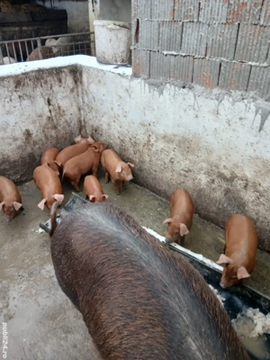 vand purcei duroc - imagine 2