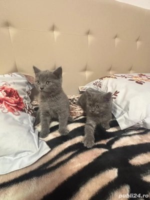 Puiuti british shorthair