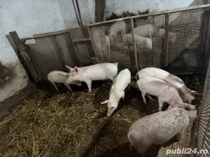 Purcei de vanzare - imagine 2