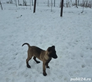 Ciobănesc Belgian Malinois mascul Pedigree 