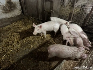 Purcei de vanzare - imagine 3