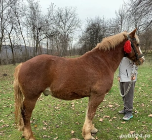 vând cal   - imagine 2