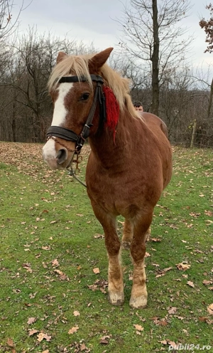 vând cal   - imagine 3