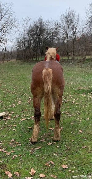 vând cal   - imagine 4