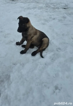 Ciobănesc Belgian Malinois Femela Pedigree 