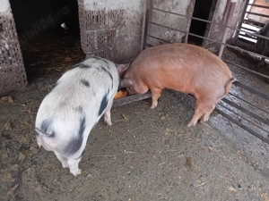 De vanzare soldani 90- 100 kg  - imagine 3