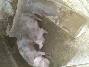 Scrofite disponibile