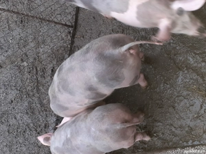 Scrofite disponibile - imagine 2