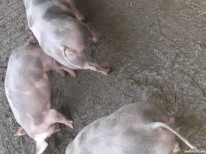 Scrofite disponibile - imagine 5