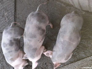 Scrofite disponibile - imagine 4