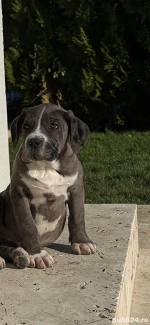 Vand cățelușe Cane Corso