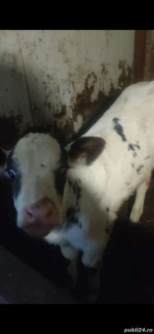 vand 2 vitele  - imagine 2