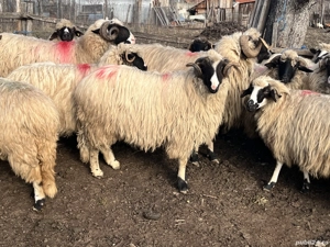 Vând doi berbeci - imagine 2