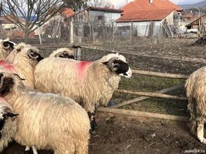 Vând doi berbeci - imagine 3