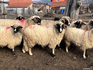 Vând doi berbeci - imagine 5