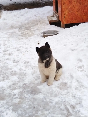 Akita american au mai ramas 3 fetie - imagine 2