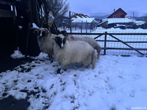 Vând doi berbeci - imagine 8