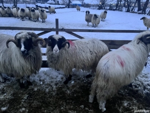 Vând doi berbeci - imagine 9